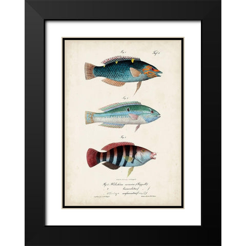 Antique Fish Trio III Black Modern Wood Framed Art Print with Double Matting by Vision Studio