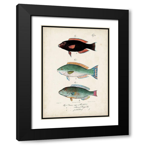 Antique Fish Trio IV Black Modern Wood Framed Art Print with Double Matting by Vision Studio