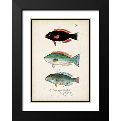 Antique Fish Trio IV Black Modern Wood Framed Art Print with Double Matting by Vision Studio