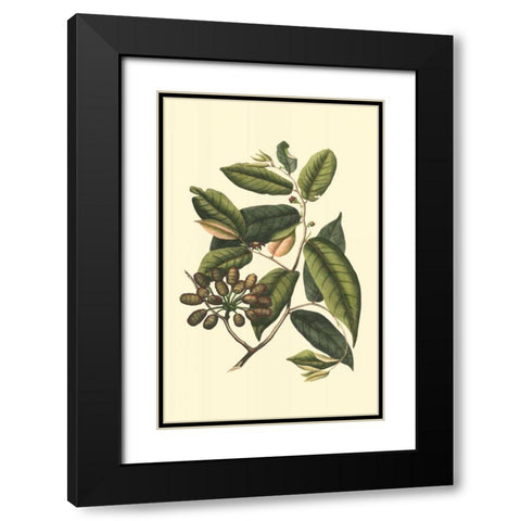 Flourishing Foliage III Black Modern Wood Framed Art Print with Double Matting by Vision Studio