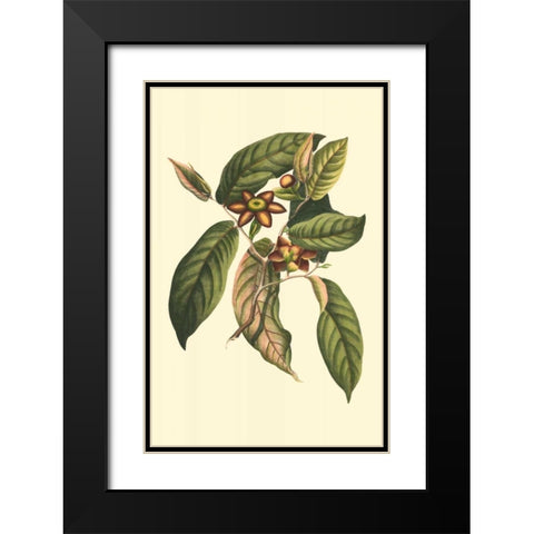 Flourishing Foliage IV Black Modern Wood Framed Art Print with Double Matting by Vision Studio