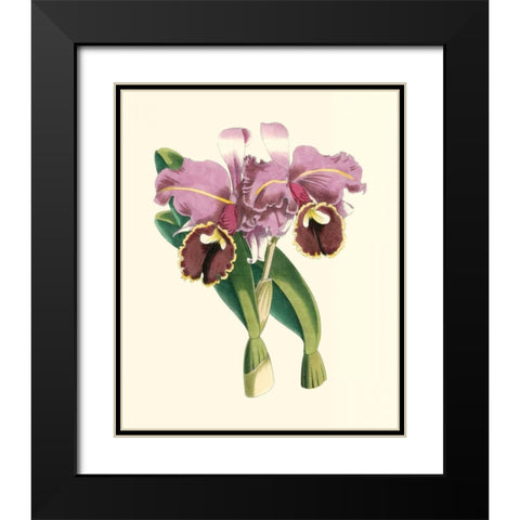 Magnificent Orchid II Black Modern Wood Framed Art Print with Double Matting by Vision Studio