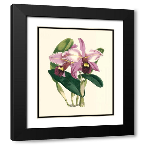 Magnificent Orchid III Black Modern Wood Framed Art Print with Double Matting by Vision Studio