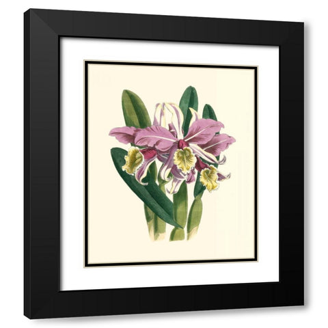 Magnificent Orchid IV Black Modern Wood Framed Art Print with Double Matting by Vision Studio
