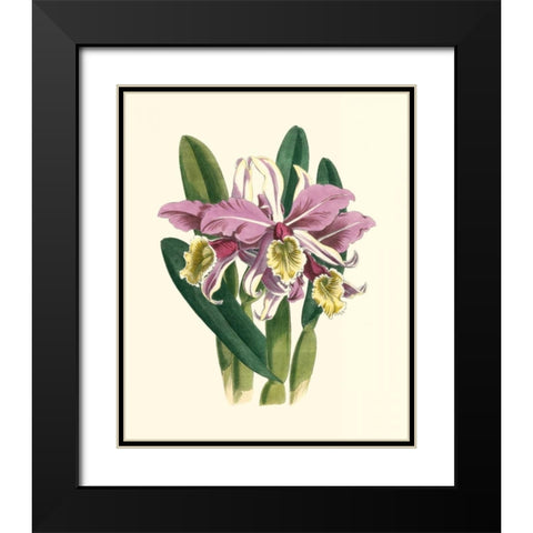 Magnificent Orchid IV Black Modern Wood Framed Art Print with Double Matting by Vision Studio