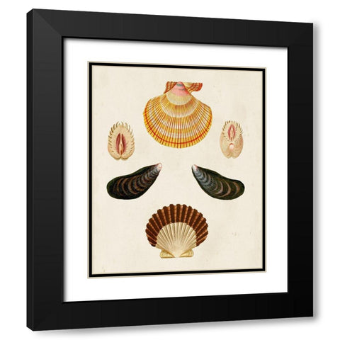 Knorr Shells I Black Modern Wood Framed Art Print with Double Matting by Knorr, G.W.