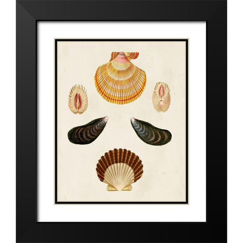 Knorr Shells I Black Modern Wood Framed Art Print with Double Matting by Knorr, G.W.