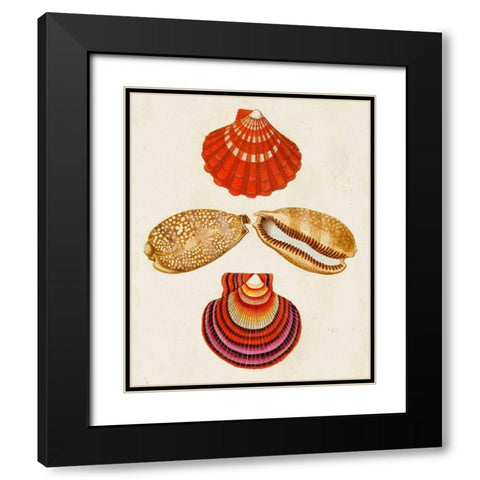 Knorr Shells II Black Modern Wood Framed Art Print with Double Matting by Knorr, G.W.