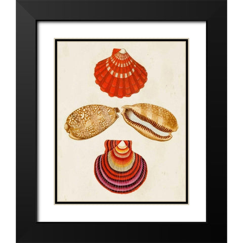 Knorr Shells II Black Modern Wood Framed Art Print with Double Matting by Knorr, G.W.