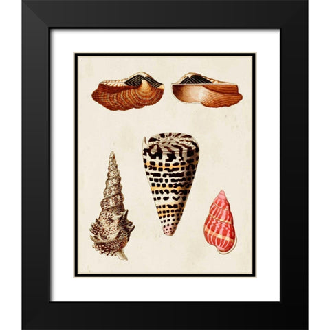 Knorr Shells III Black Modern Wood Framed Art Print with Double Matting by Knorr, G.W.