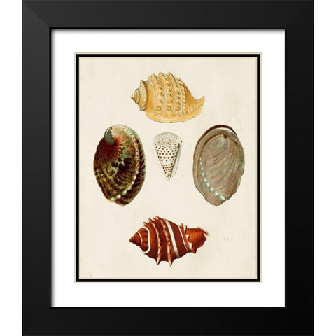 Knorr Shells IV Black Modern Wood Framed Art Print with Double Matting by Knorr, G.W.