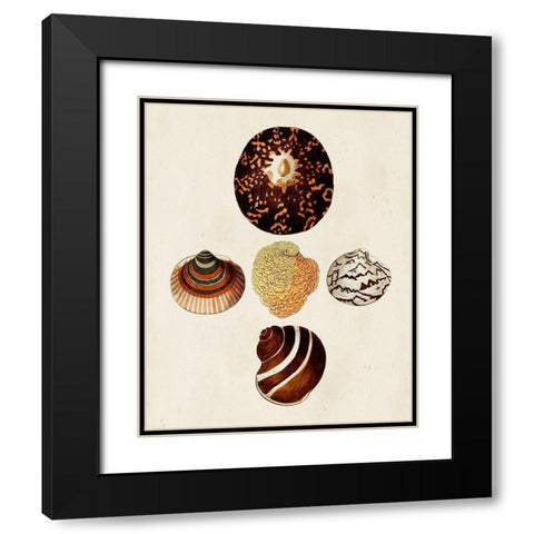 Knorr Shells V Black Modern Wood Framed Art Print with Double Matting by Knorr, G.W.