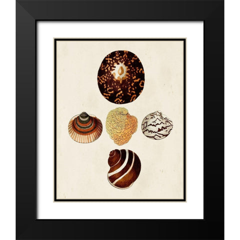 Knorr Shells V Black Modern Wood Framed Art Print with Double Matting by Knorr, G.W.