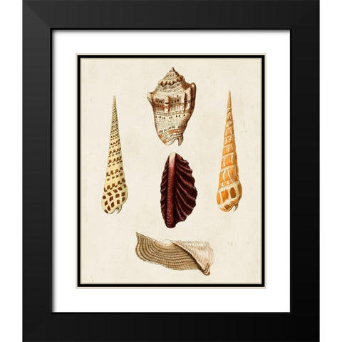 Knorr Shells VI Black Modern Wood Framed Art Print with Double Matting by Knorr, G.W.