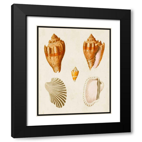 Knorr Shells VII Black Modern Wood Framed Art Print with Double Matting by Knorr, G.W.