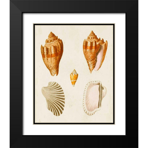 Knorr Shells VII Black Modern Wood Framed Art Print with Double Matting by Knorr, G.W.