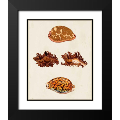Knorr Shells VIII Black Modern Wood Framed Art Print with Double Matting by Knorr, G.W.