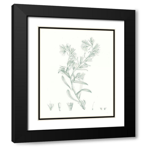 Botanical Study in Sage II Black Modern Wood Framed Art Print with Double Matting by Vision Studio