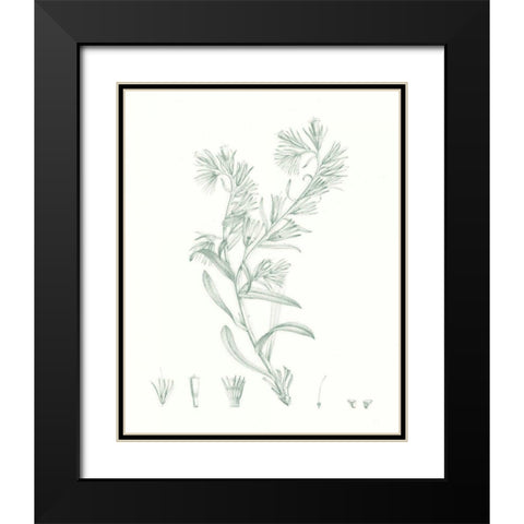 Botanical Study in Sage II Black Modern Wood Framed Art Print with Double Matting by Vision Studio