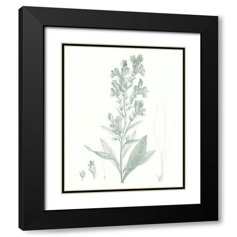 Botanical Study in Sage III Black Modern Wood Framed Art Print with Double Matting by Vision Studio