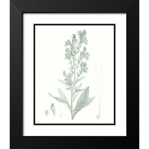 Botanical Study in Sage III Black Modern Wood Framed Art Print with Double Matting by Vision Studio