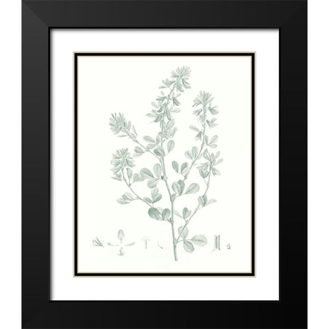 Botanical Study in Sage VIII Black Modern Wood Framed Art Print with Double Matting by Vision Studio