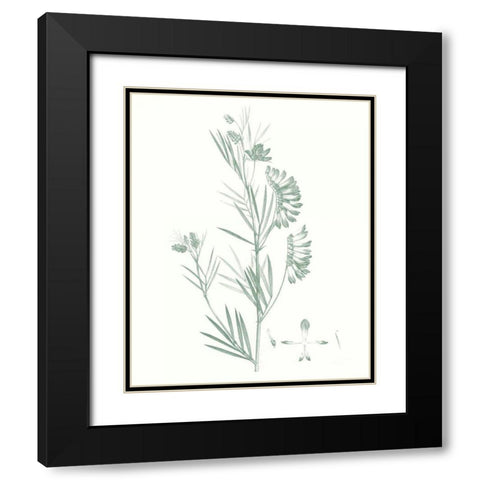 Botanical Study in Sage IX Black Modern Wood Framed Art Print with Double Matting by Vision Studio