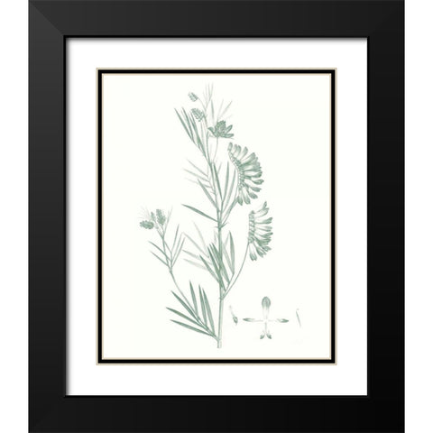 Botanical Study in Sage IX Black Modern Wood Framed Art Print with Double Matting by Vision Studio