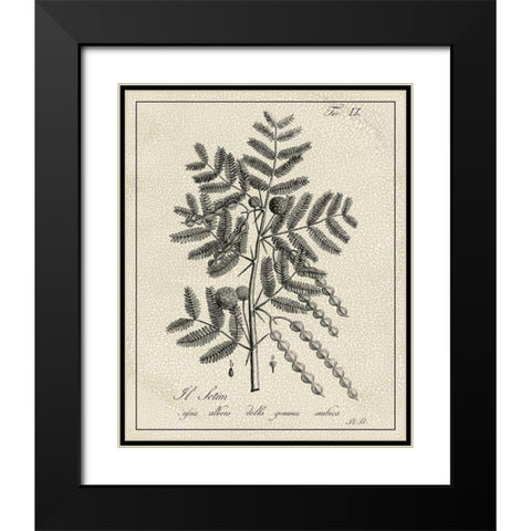 Antique Black and White Botanical I Black Modern Wood Framed Art Print with Double Matting by Vision Studio