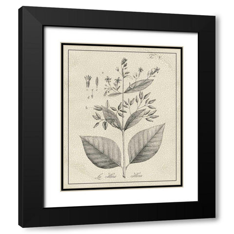 Antique Black and White Botanical II Black Modern Wood Framed Art Print with Double Matting by Vision Studio