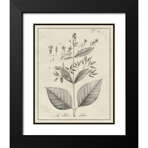 Antique Black and White Botanical II Black Modern Wood Framed Art Print with Double Matting by Vision Studio