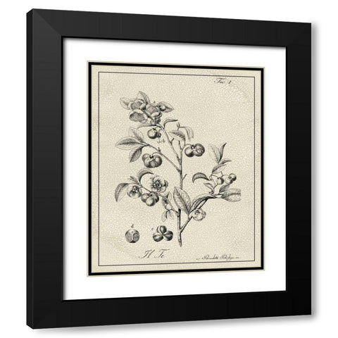 Antique Black and White Botanical IV Black Modern Wood Framed Art Print with Double Matting by Vision Studio