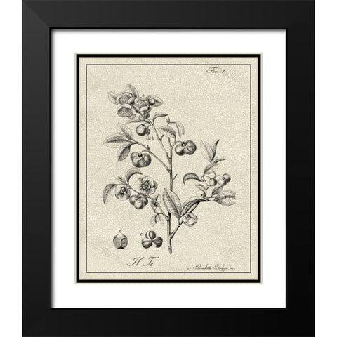 Antique Black and White Botanical IV Black Modern Wood Framed Art Print with Double Matting by Vision Studio