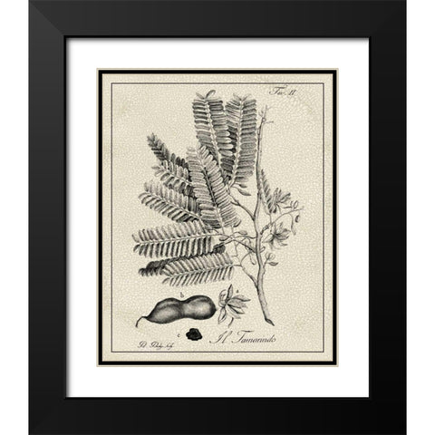 Antique Black and White Botanical V Black Modern Wood Framed Art Print with Double Matting by Vision Studio