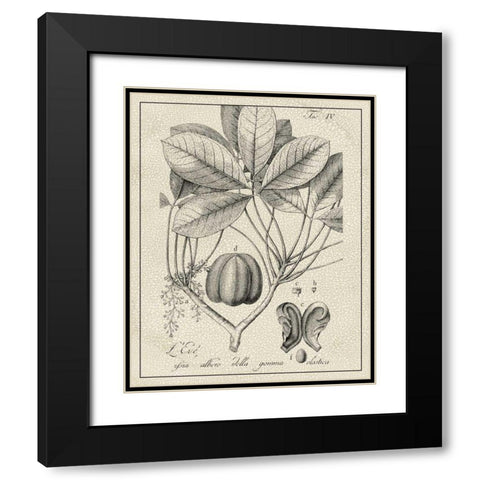 Antique Black and White Botanical VI Black Modern Wood Framed Art Print with Double Matting by Vision Studio