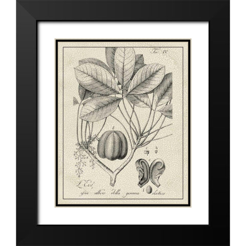 Antique Black and White Botanical VI Black Modern Wood Framed Art Print with Double Matting by Vision Studio