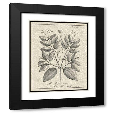 Antique Black and White Botanical VII Black Modern Wood Framed Art Print with Double Matting by Vision Studio