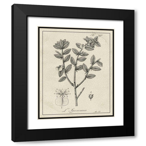 Antique Black and White Botanical VIII Black Modern Wood Framed Art Print with Double Matting by Vision Studio