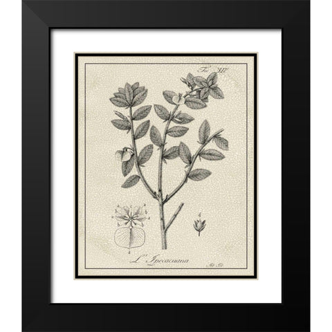 Antique Black and White Botanical VIII Black Modern Wood Framed Art Print with Double Matting by Vision Studio