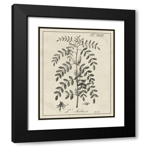 Antique Black and White Botanical IX Black Modern Wood Framed Art Print with Double Matting by Vision Studio