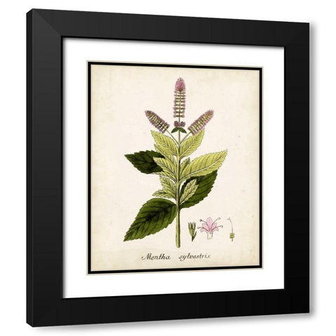 Antique Herb Botanical VI Black Modern Wood Framed Art Print with Double Matting by Unknown