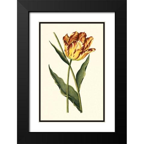 Vintage Tulips I Black Modern Wood Framed Art Print with Double Matting by Vision Studio