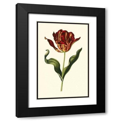 Vintage Tulips II Black Modern Wood Framed Art Print with Double Matting by Vision Studio