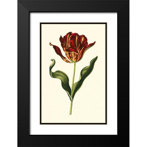 Vintage Tulips II Black Modern Wood Framed Art Print with Double Matting by Vision Studio