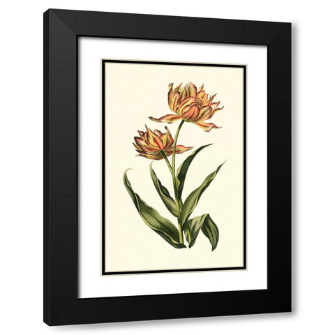 Vintage Tulips III Black Modern Wood Framed Art Print with Double Matting by Vision Studio