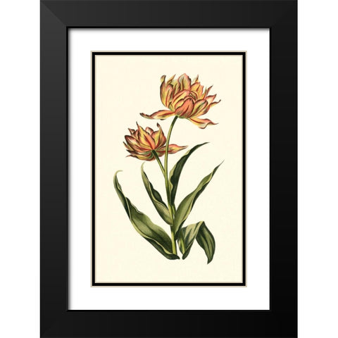 Vintage Tulips III Black Modern Wood Framed Art Print with Double Matting by Vision Studio