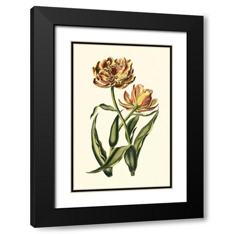 Vintage Tulips IV Black Modern Wood Framed Art Print with Double Matting by Vision Studio