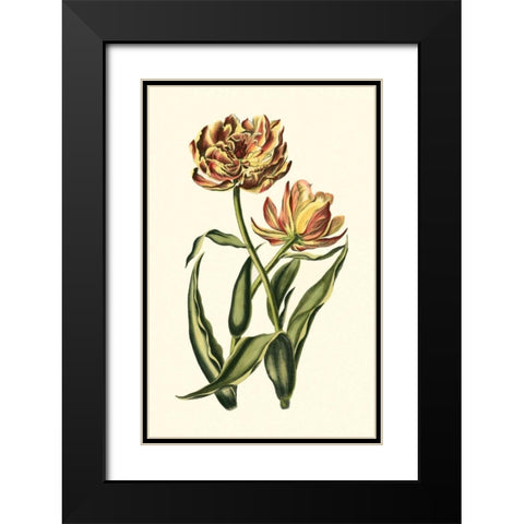 Vintage Tulips IV Black Modern Wood Framed Art Print with Double Matting by Vision Studio