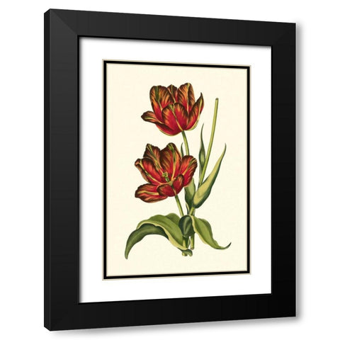 Vintage Tulips V Black Modern Wood Framed Art Print with Double Matting by Vision Studio