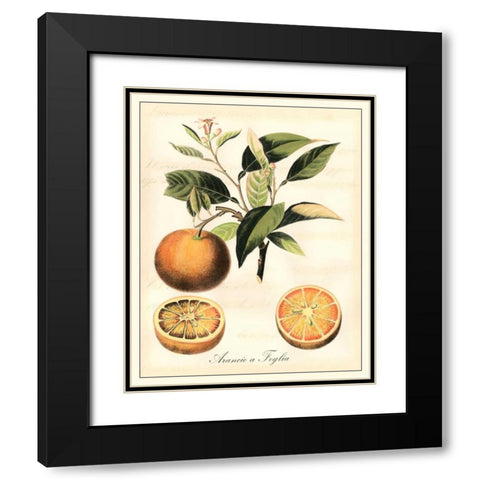 Tuscan Fruits III Black Modern Wood Framed Art Print with Double Matting by Vision Studio